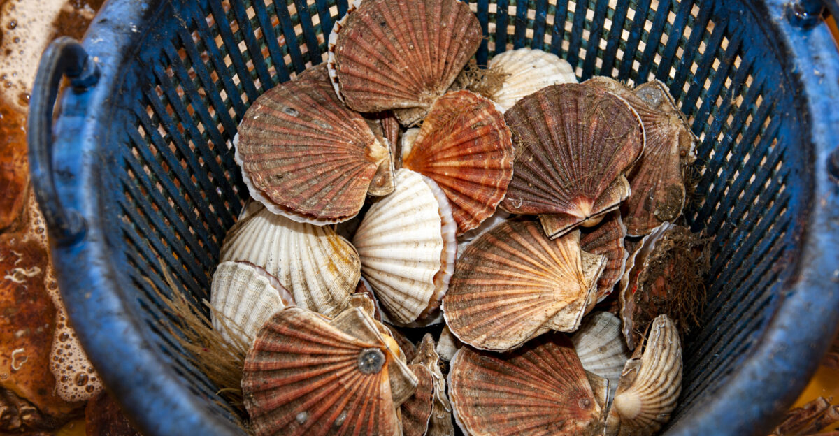 UK King Scallop Fishery Improvement Project Seafish