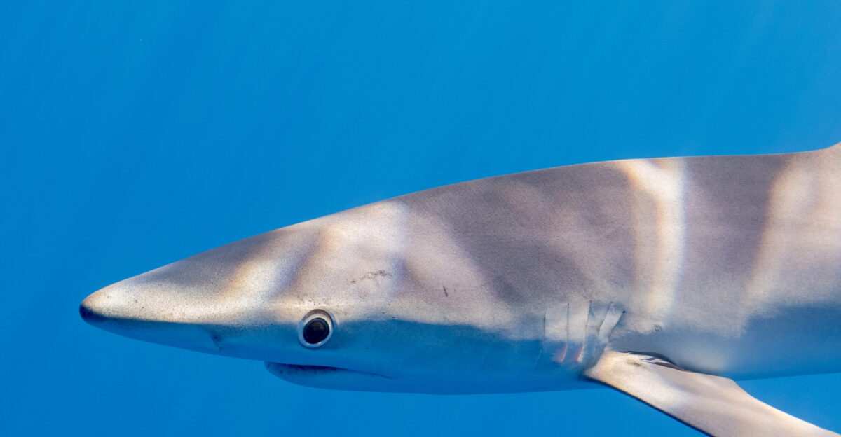 Blue shark Prionace glauca Faial-Pico Channel Azores Islands Portugal The blue shark is a species of requiem shark in the family Carcharhinidae that inhabits deep waters images taken though between 5 and 10 meter below water averaging around 3 1 m 10 ft and preferring cooler waters They can live up to 20 years can move very quickly and feed primarily on small fish and squid although they can take larger prey