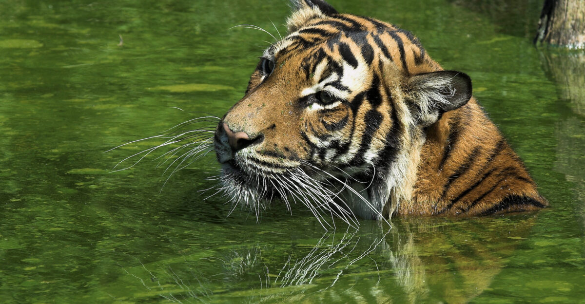 Malayan Tiger swimming in Dortmund zoological garden