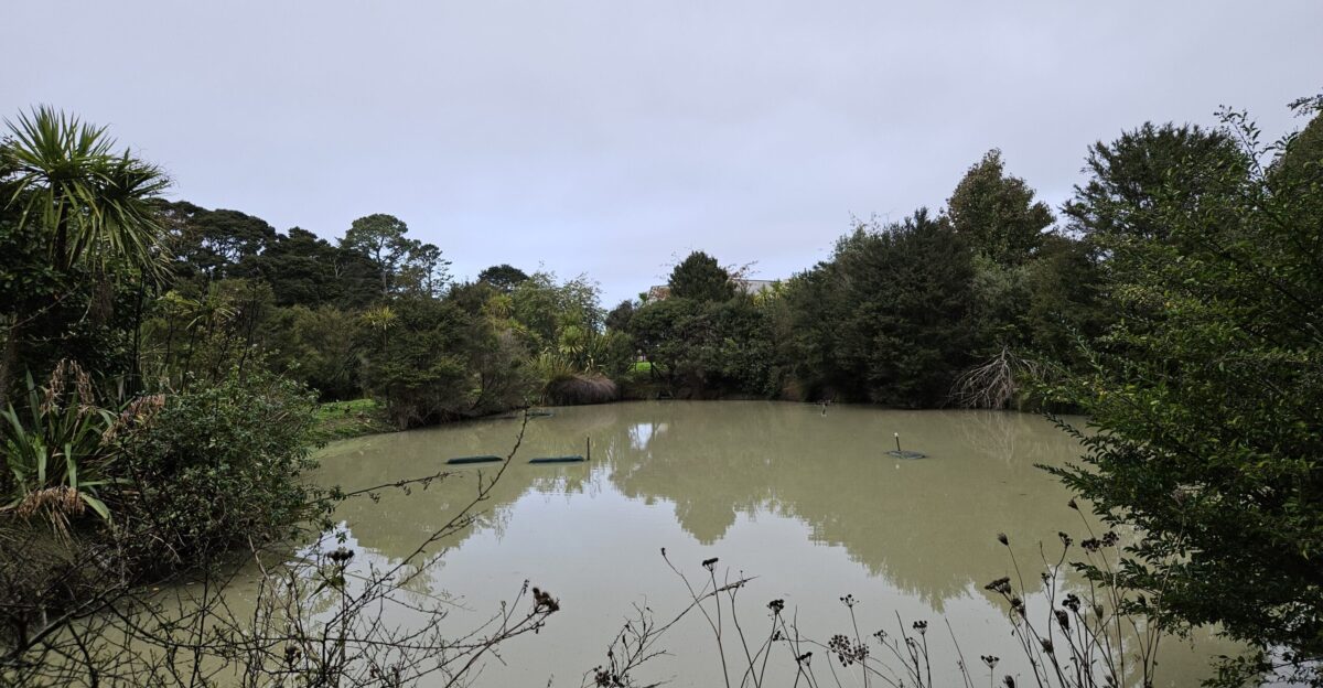 Titch Place Stormwater Pond s a series of three stormwater ponds at Sherrybrooke Esplanade Glen Eden Auckland NZ