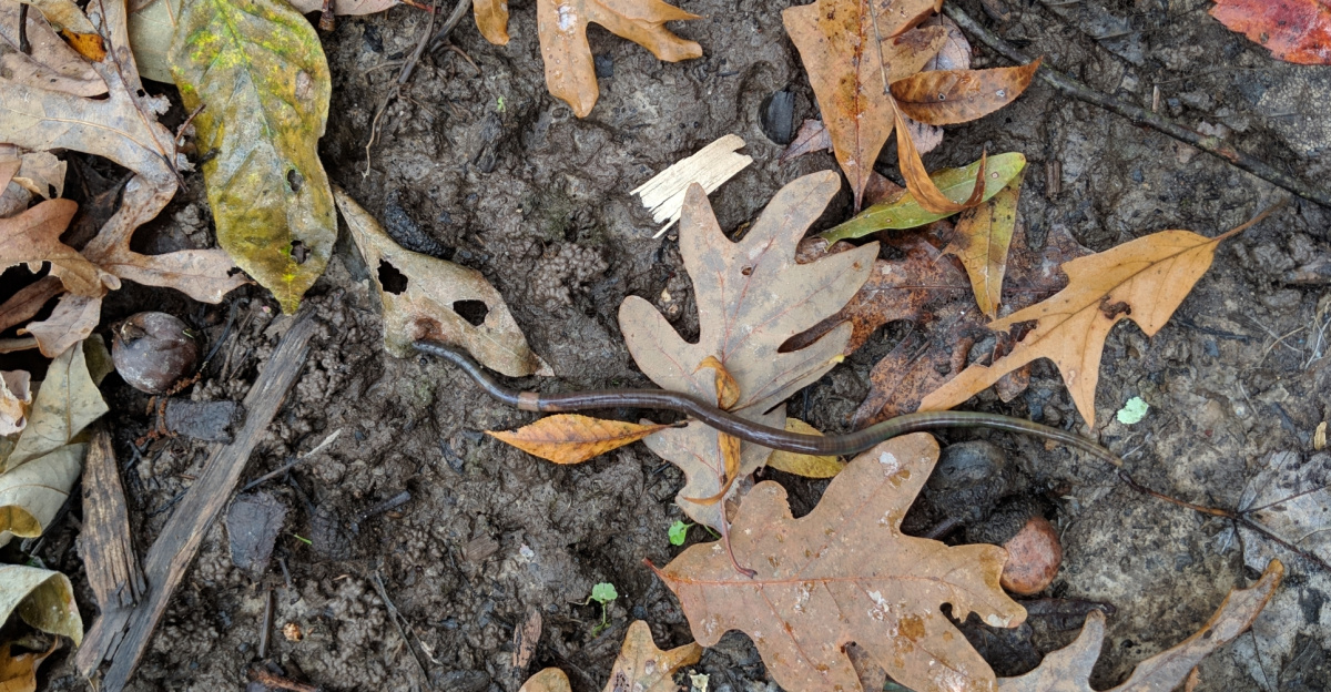 Asian Jumping Worm (<i>Amynthas agrestis</i>)