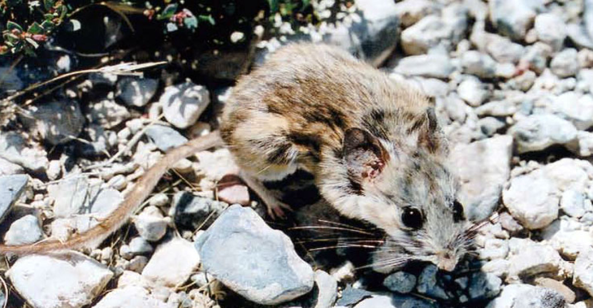 Cactus mouse (peromyscus eremicus). Four species of cactus mouse have been trapped on the Nevada Test Site. The cactus mouse inhabits the Mojave Desert eroregion.