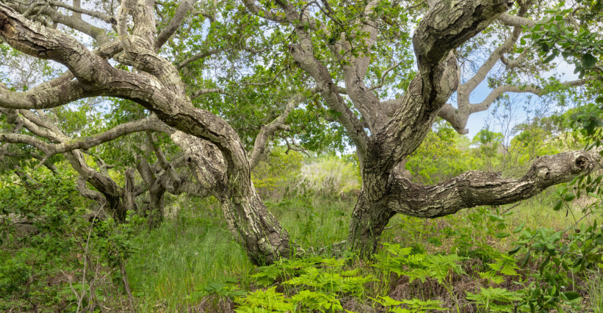 In the heart of California's Central Coast, the Fort Ord National Monument encompasses a sweeping landscape of vivid beauty and rich natural diversity. One of the few remaining expanses of large, contiguous open space in the increasingly developed Monterey Bay and Salinas Valley area, this area is a rolling landscape of maritime chaparral, oak woodland, grassland, vernal pool and wet meadow. Originating in the Pleistocene Epoch, ancient dunes provide the foundation for this landscape's unique array of plant and wildlife communities.
<p>Unique habitats support a tremendous diversity of mammals, birds, reptiles and amphibians. Many visitors to the national monument get a chance to see bobcats, coyotes, black-tailed deer, rabbits and ground squirrels. Mountain lions, California badgers, red fox and Monterey ornate shrews also share this coastal treasure. The skies are patrolled by vultures, red-tailed hawks, and kestrels while California quail, turkeys and road runners often scamper about on the ground. In the spring, don't be surprised to see California king-snakes, gopher snakes, garter snakes and occasionally rattlesnakes sunning themselves on the sun-baked roads. In the winter, you might see the federally protected California tiger salamander on the move towards vernal pools as they fill with water.
</p><p>Photo by Jesse Pluim, BLM
</p>
Alt text: A coastal oak reaches out in all directions above a carpet of grasses an bright green ferns.