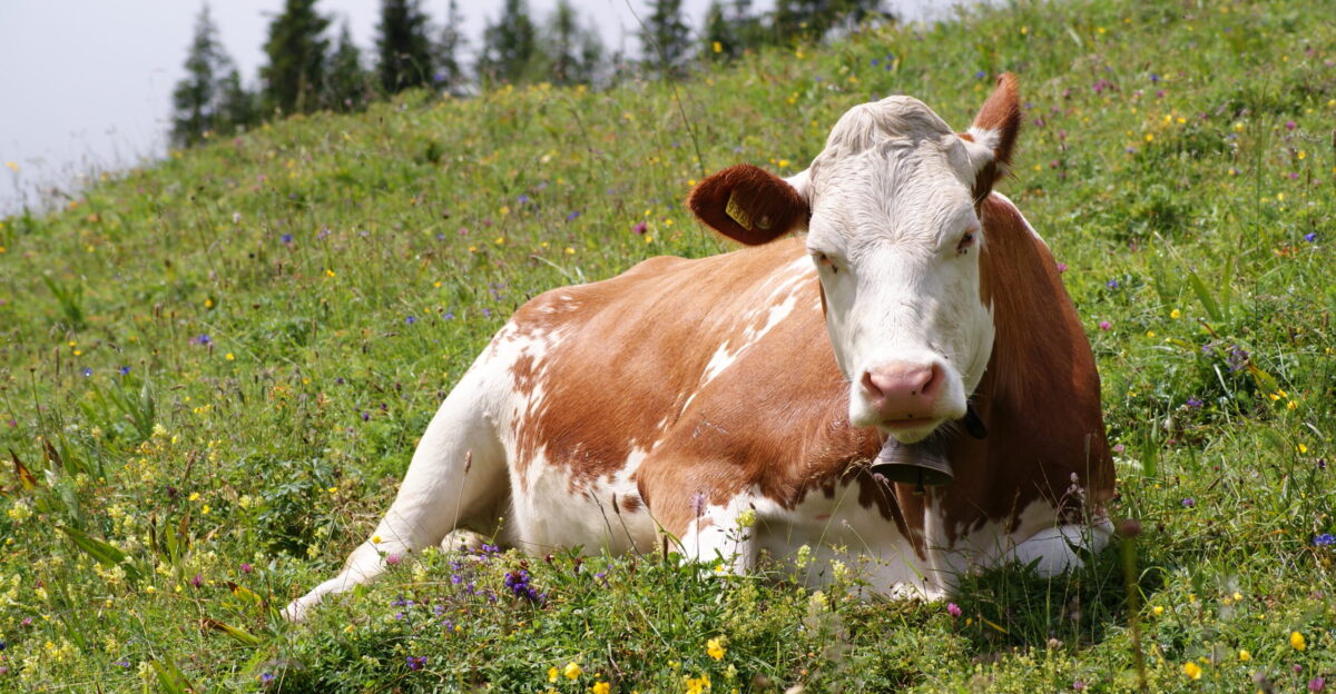 A dual breed beef and milk cow near Oeschinen Lake Switzerland at an altitude of 1575 m The breed is most likely Swiss Fleckvieh alternatively Simmentaler-Fleckvieh or another dual breed cf this enquiry at the Wikipedia help desk