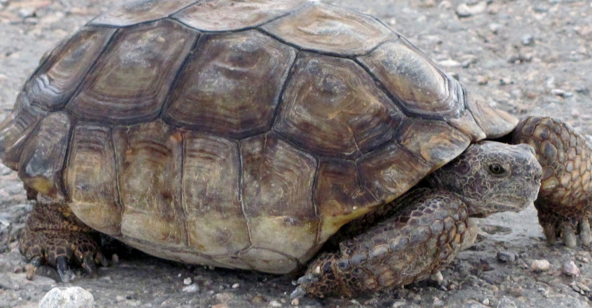 <p>Desert tortoise near Las Vegas.  
</p>
Photo by Chris Rondeau/USFWS