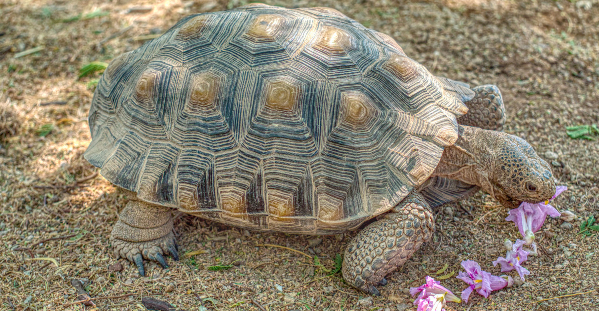 Desert Tortoise (Gopherus agassizii) at the Henderson Bird Viewing Preserve, Las Vegas eating his favorite food Desert Willow (Chilopsis linearis) flowers