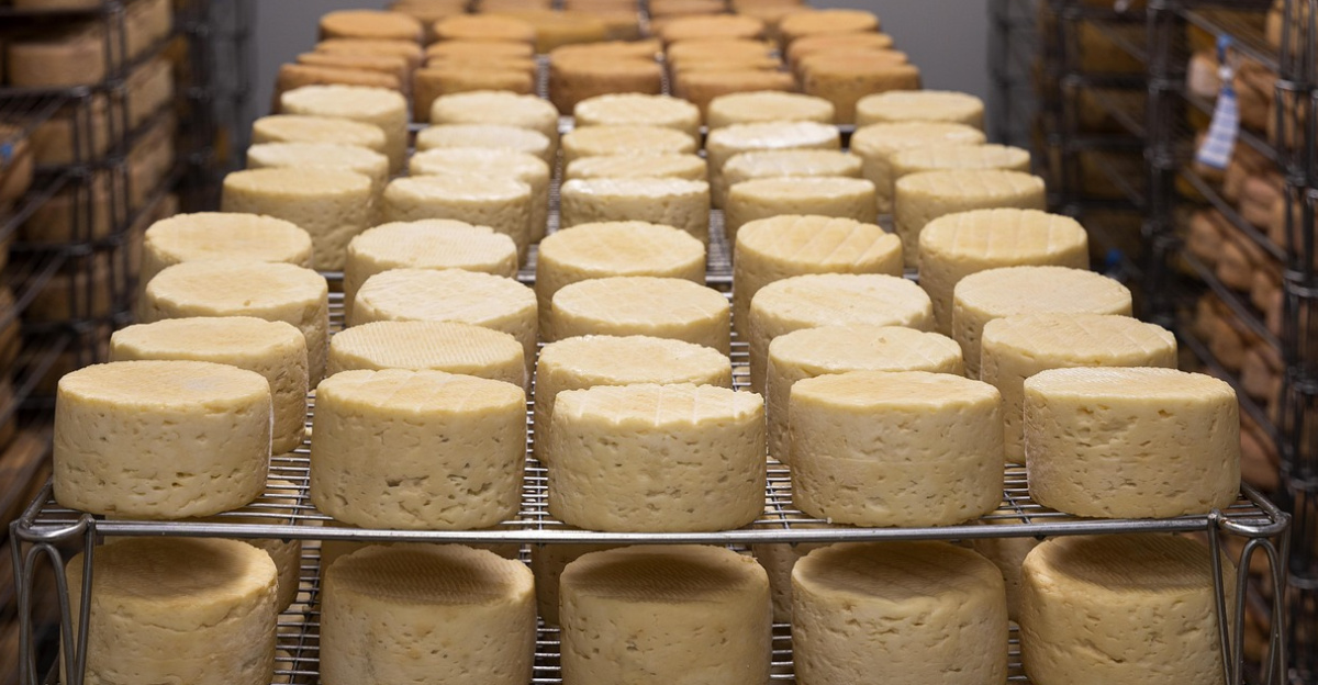 cheese, refining, milk, farm, cow, agriculture, cows, farmer, rural, manufacturing, craft, crust, food, cheese, cheese, cheese, cheese, cheese