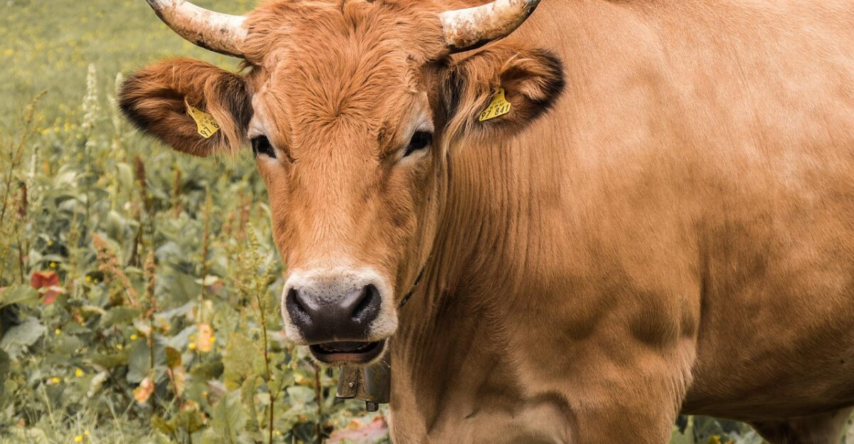 beef livestock nature agriculture horns animal