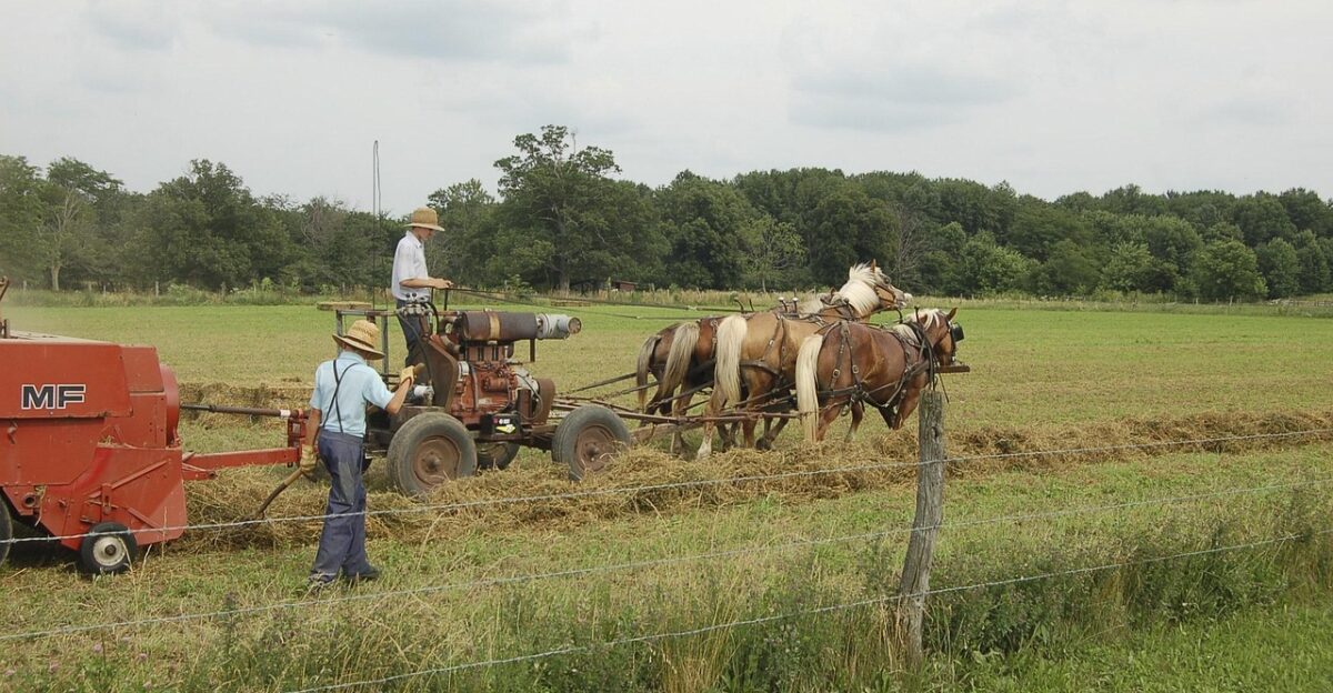 amish farming horse-drawn haying agriculture country harvest rural field grass corn nature farmer crop farmland county lancaster pennsylvania horses simple american wheat tradition dutch old countryside heritage