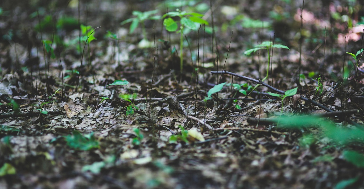 yound, plant, plants, leaf, leaves, litter, nature, green