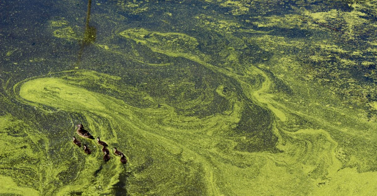 Why we should all be worried about nitrate pollution - Valuing