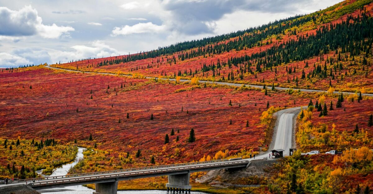 Stunning autumn view of Denali National Park with colorful foliage and winding road