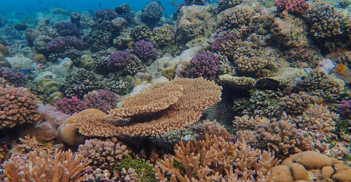 Colorful underwater coral reef teeming with diverse marine life in a pristine ocean environment.