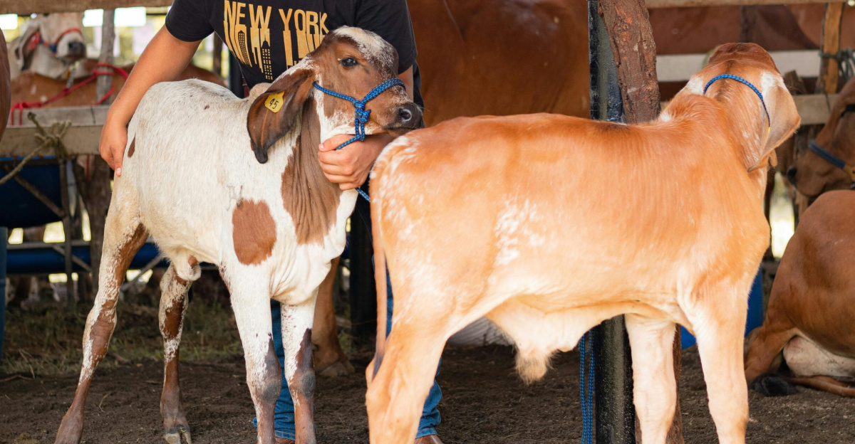 A joyful farmer petting calves in a Santa Rosa de Lima farm, capturing rural life.