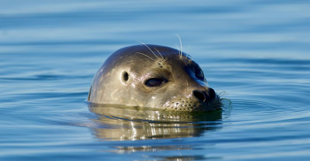 Charming harbor seal swimming in Elkhorn Slough CA reflecting sunlight on turquoise waters