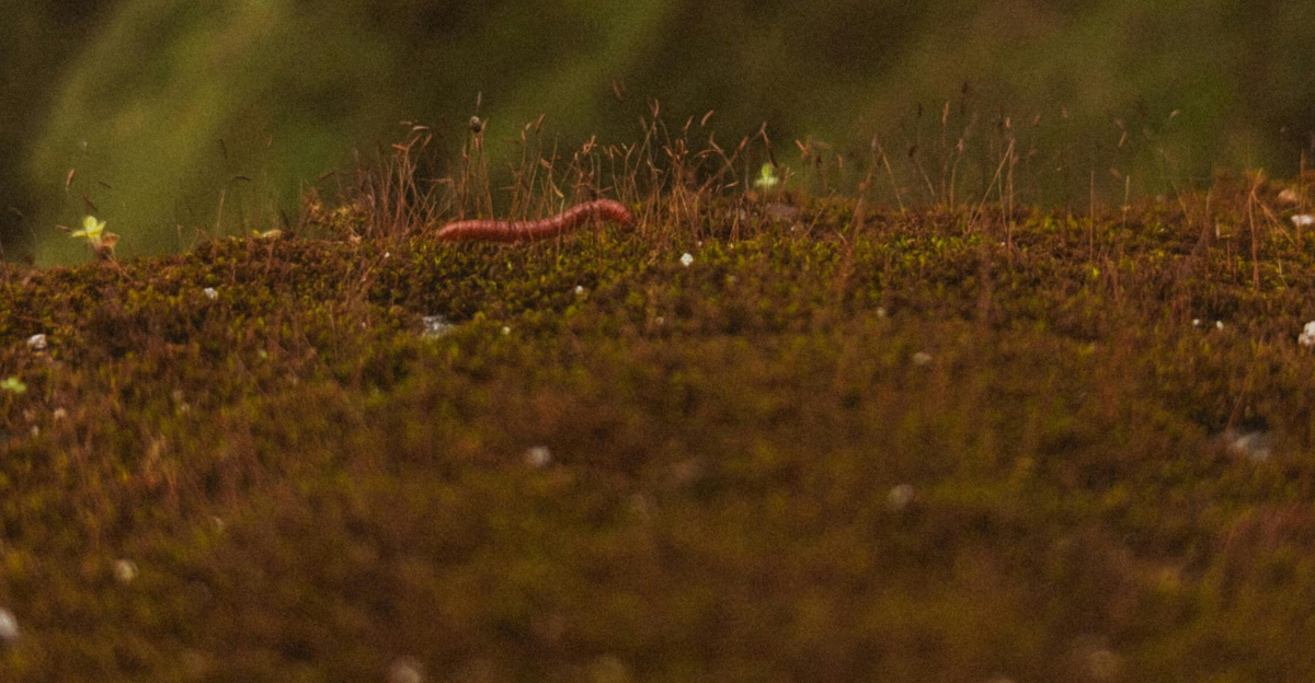 A detailed view of an earthworm crawling on lush moss amidst a dense forest setting.