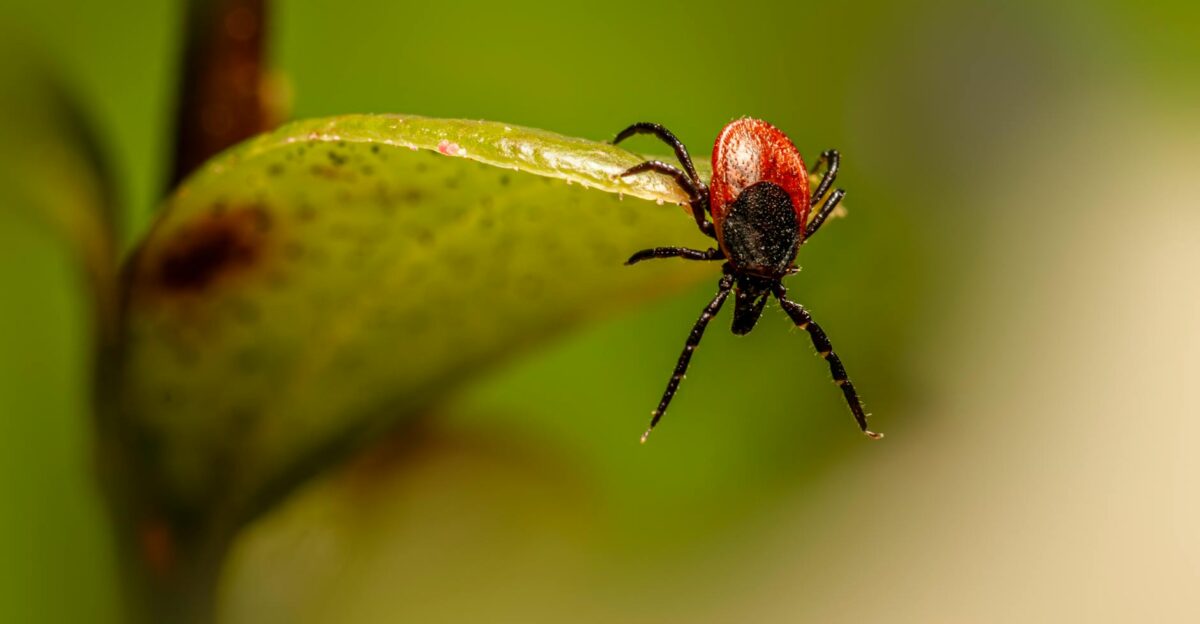 Free stock photo of animal arachnid arthropod