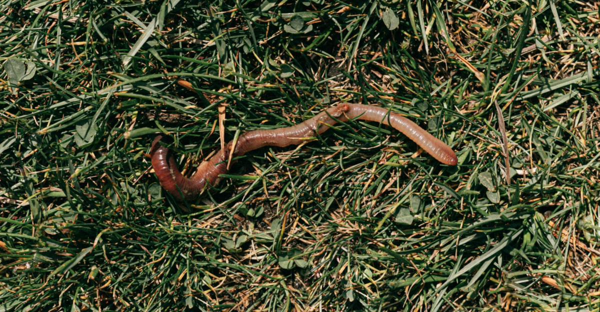 Close-up of an earthworm crawling on fresh green grass, highlighting natural soil ecology.