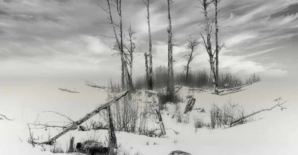 Grayscale photo of bison in snowy Yellowstone landscape with bare trees