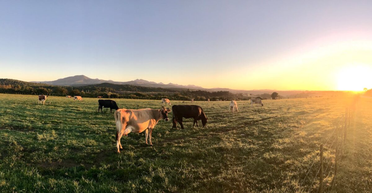 Panoramic view of cows grazing in a lush field at sunrise with mountains in the distance