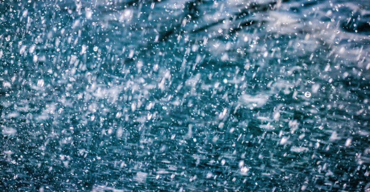 closeup photo of jew drops