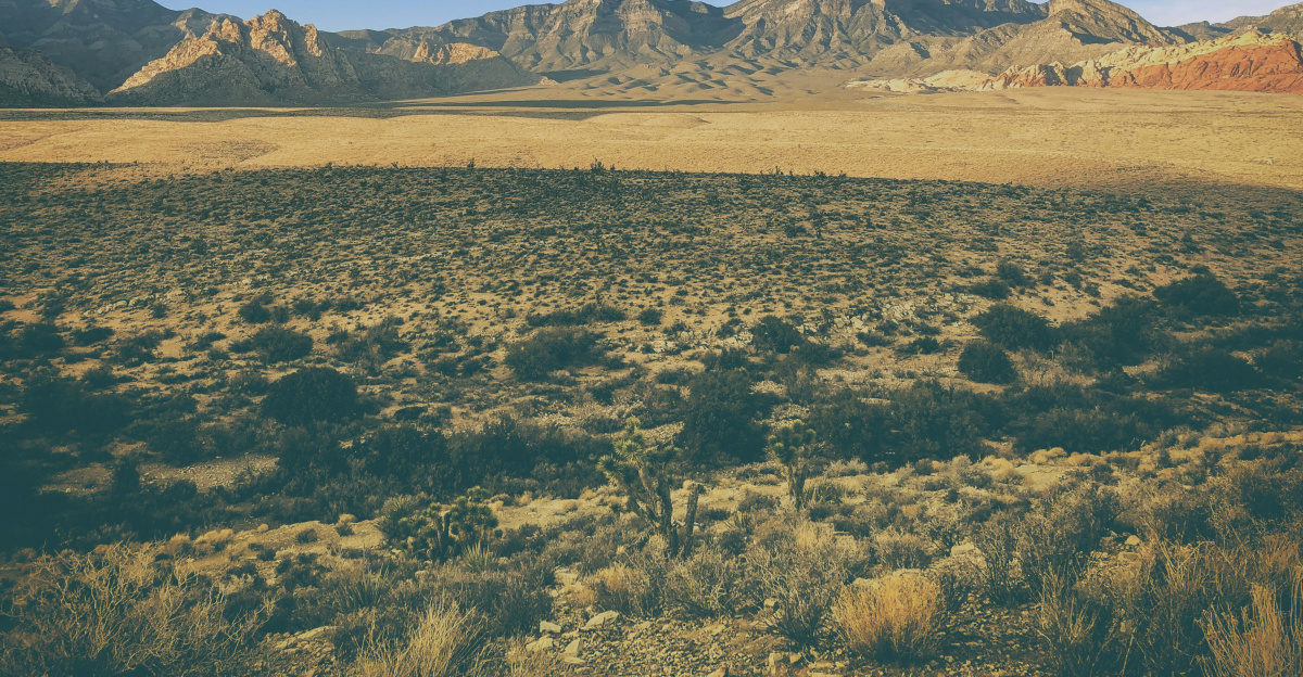 aerial view photography of green grass field