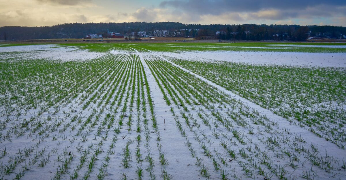 green grass field near body of water during daytime