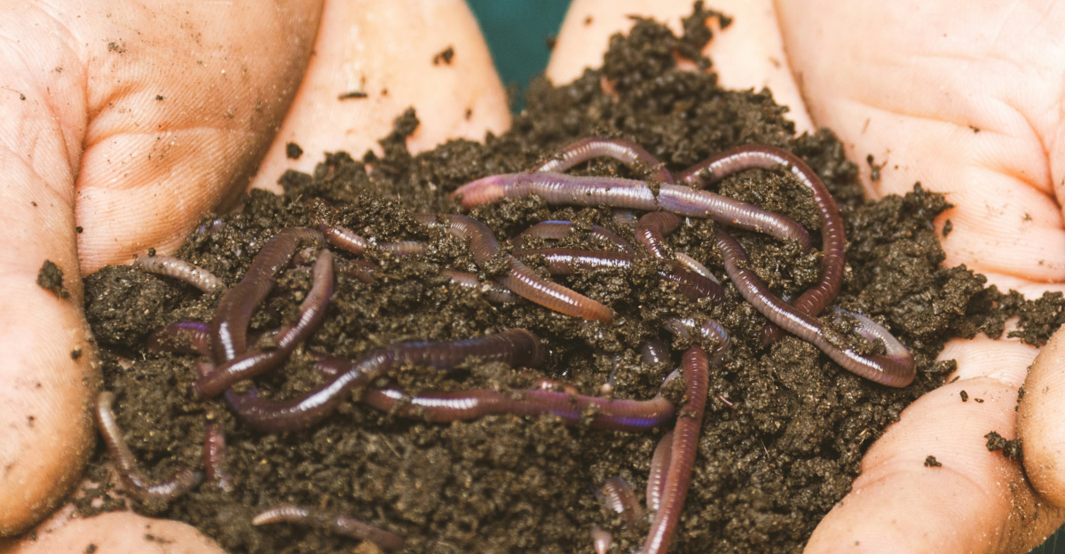 brown dried leaves on persons hand