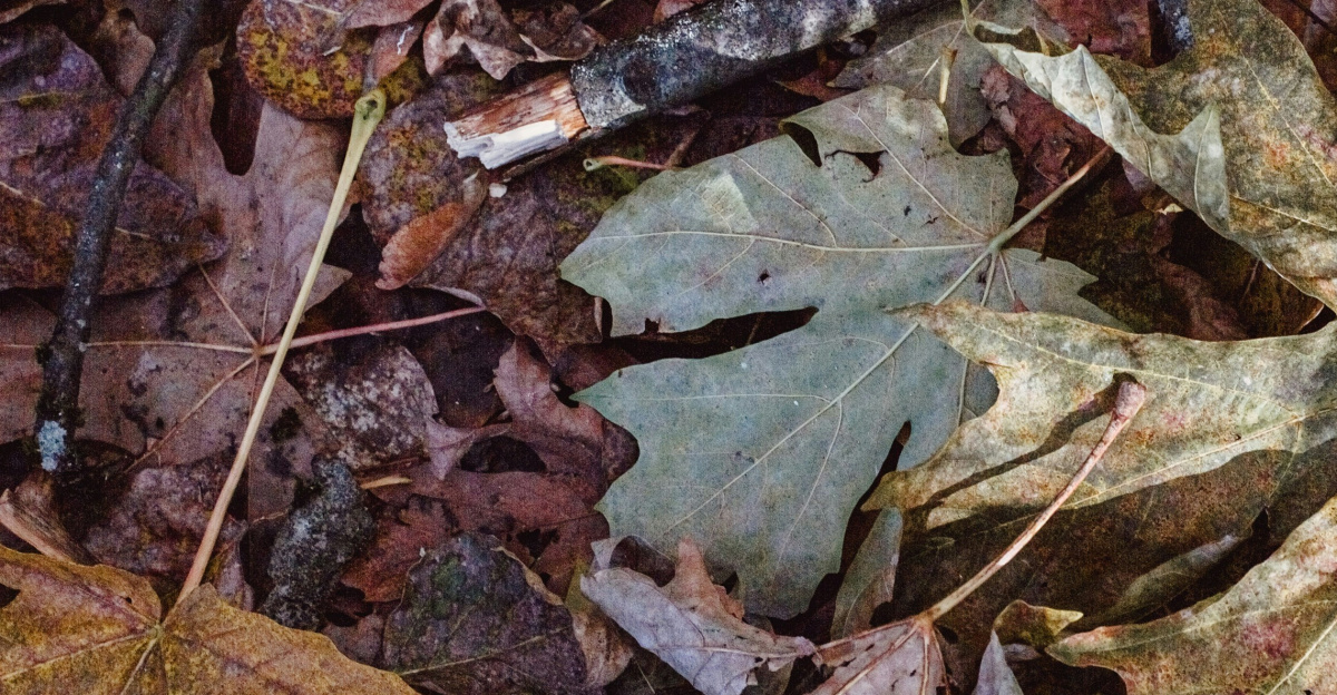brown dried leaves on ground