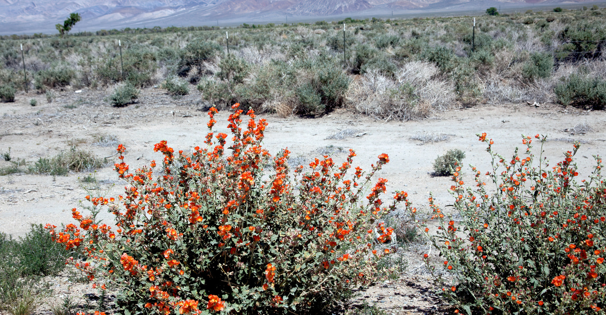 a small bush with orange flowers in the desert
