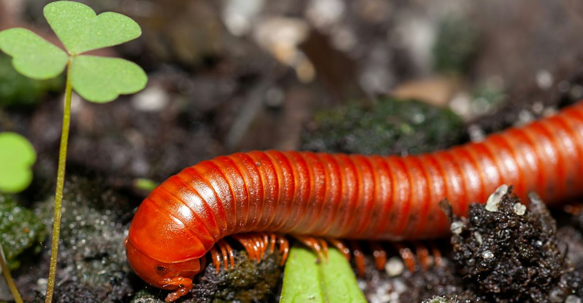 a close up of a red caterpillar on the ground