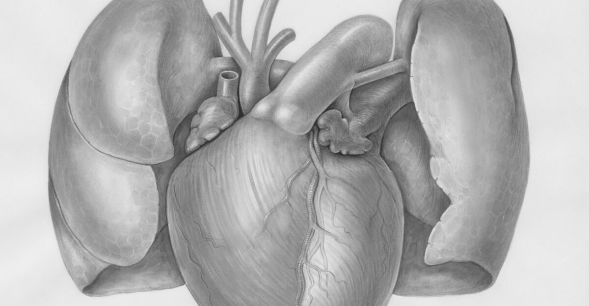 a drawing of a human heart with two valves
