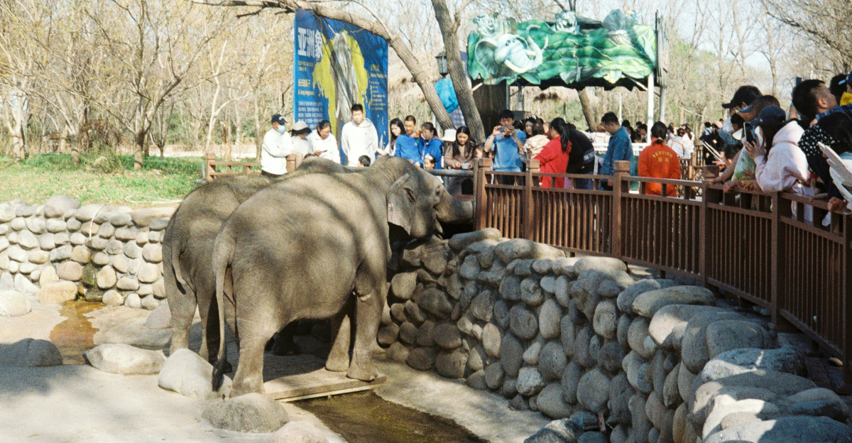 a group of people watching two elephants in a zoo