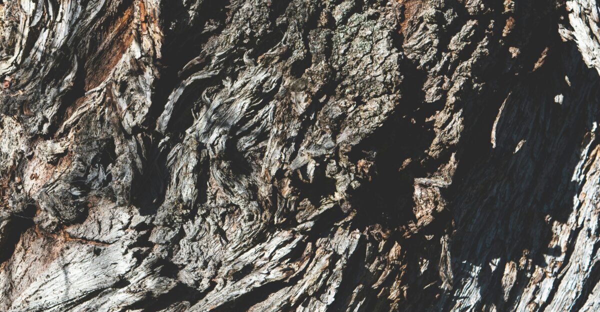 A close up view of a tree trunk