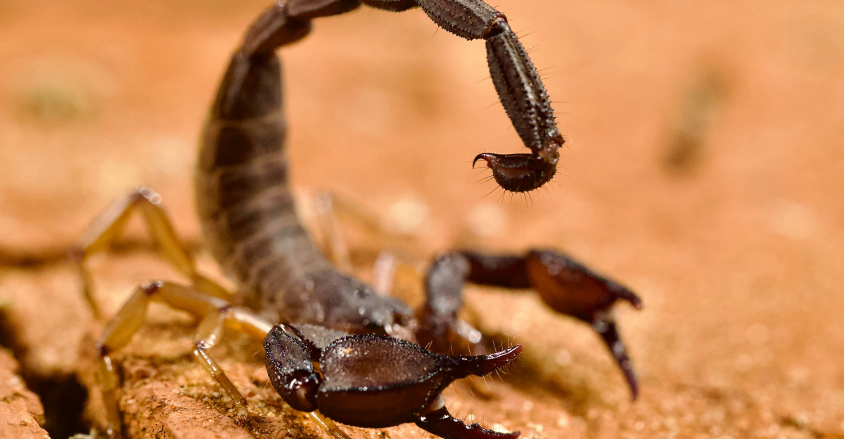 A scorpion crawling on a piece of wood