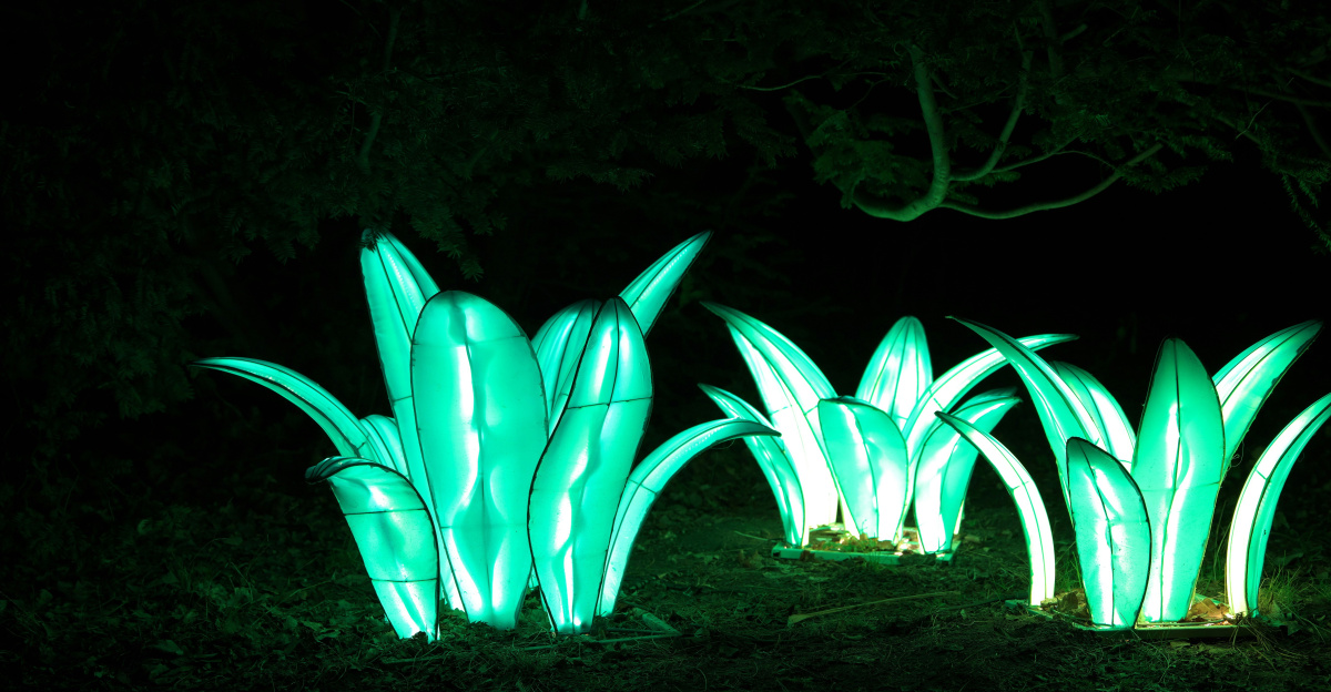 A group of green plants lit up in the dark