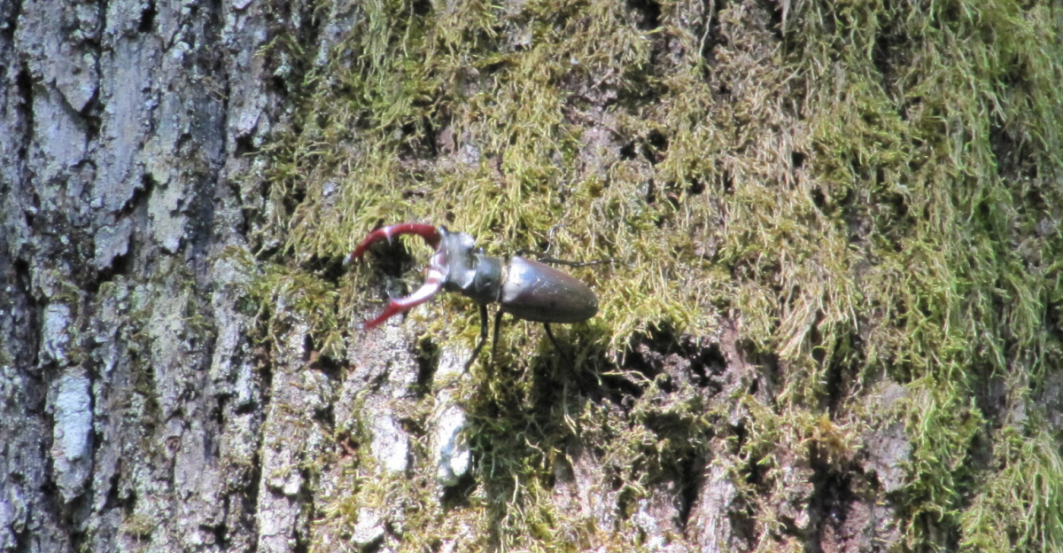 A stag beetle seen in a forest south of Karlovac, Croatia.